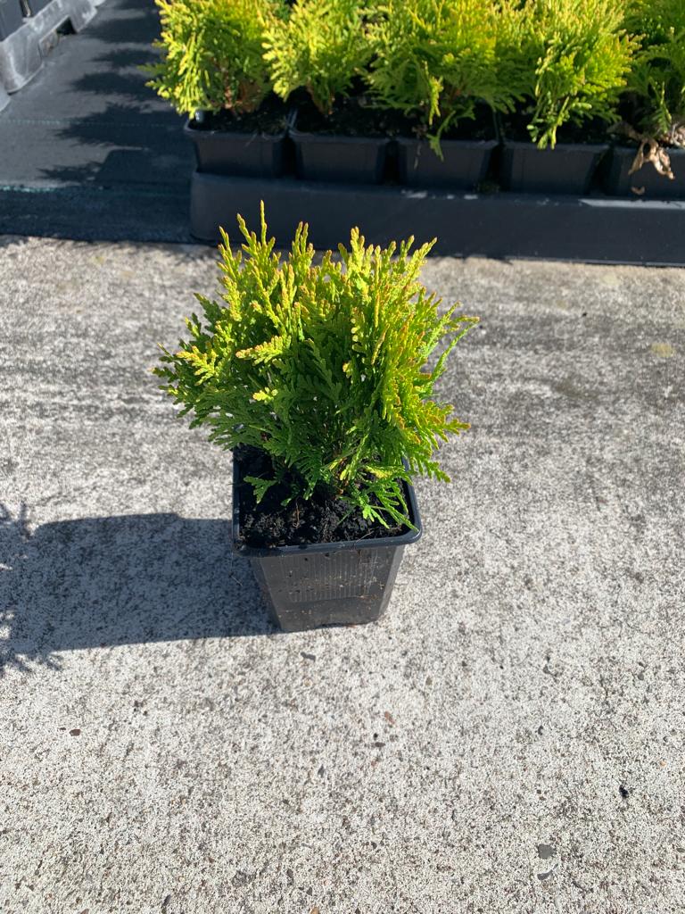 Туя западная Мириам